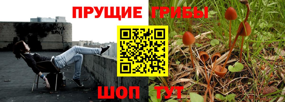 Псилоцибиновые грибы Cubensis Губкинский