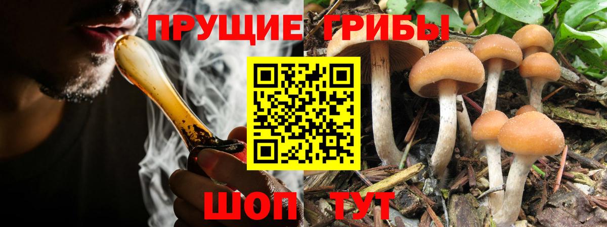 Псилоцибиновые грибы ЛСД Губкинский